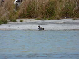 Image of Green-winged Teal