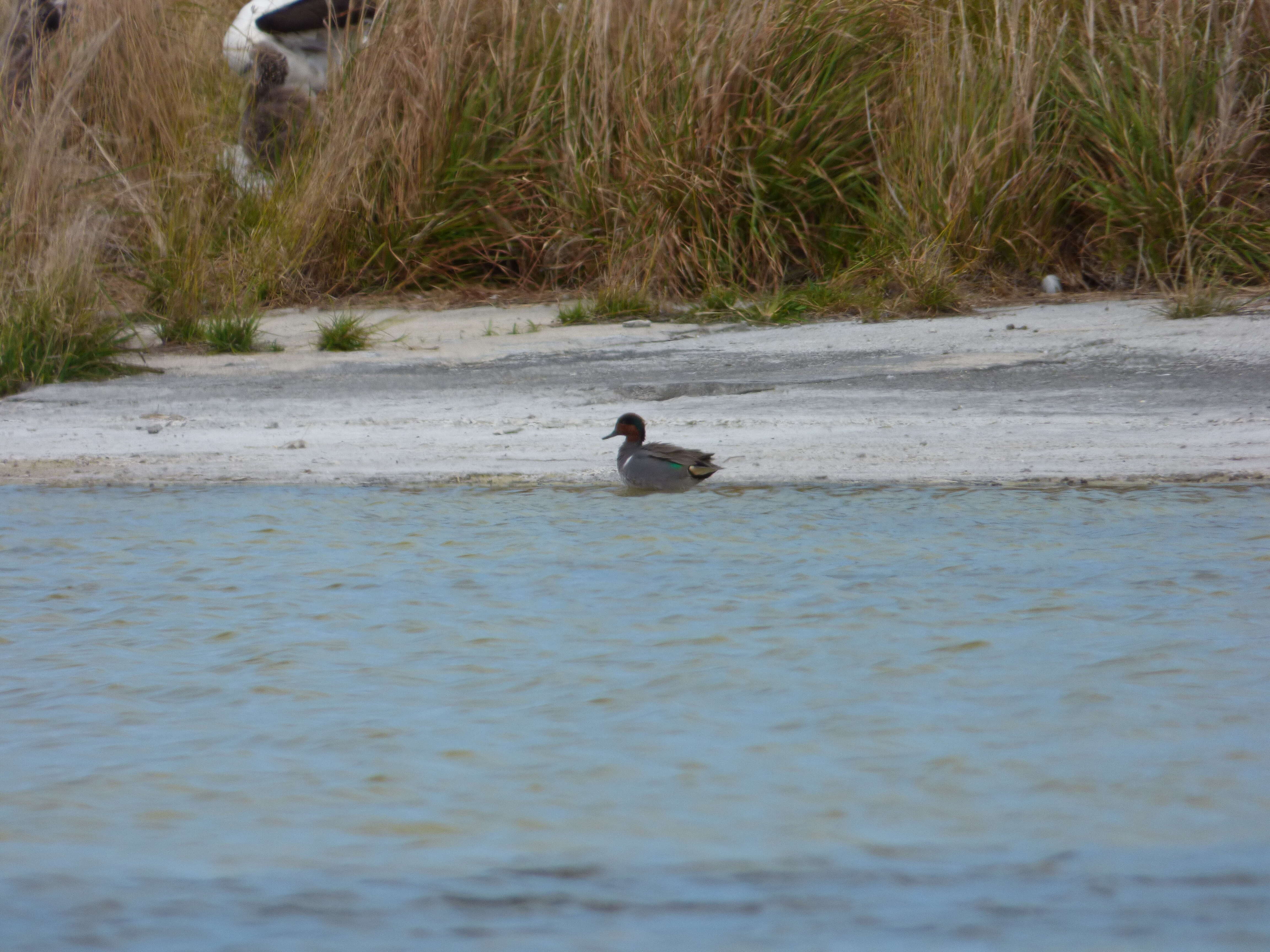 Image of Green-winged Teal