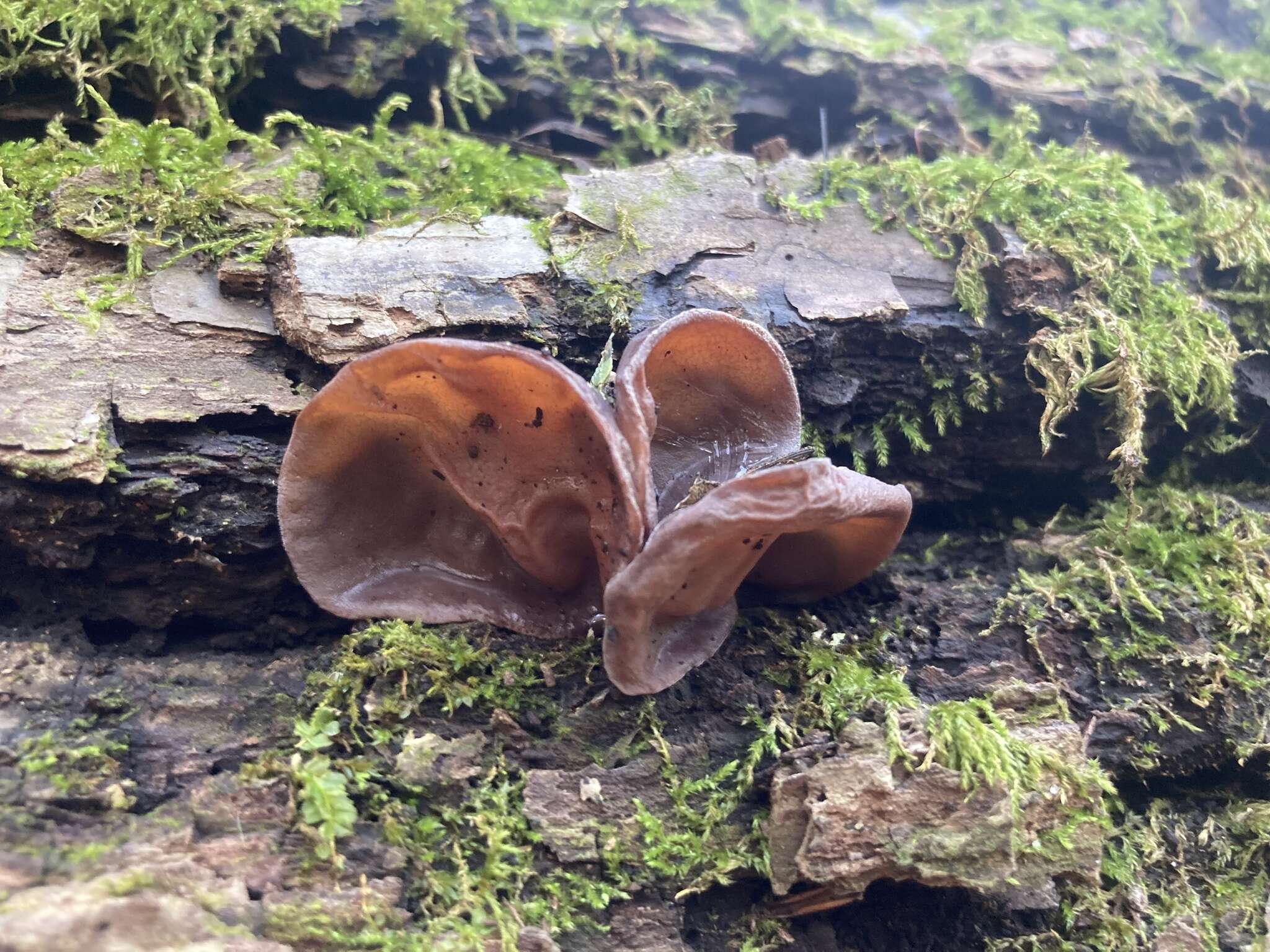 Image of ear fungus