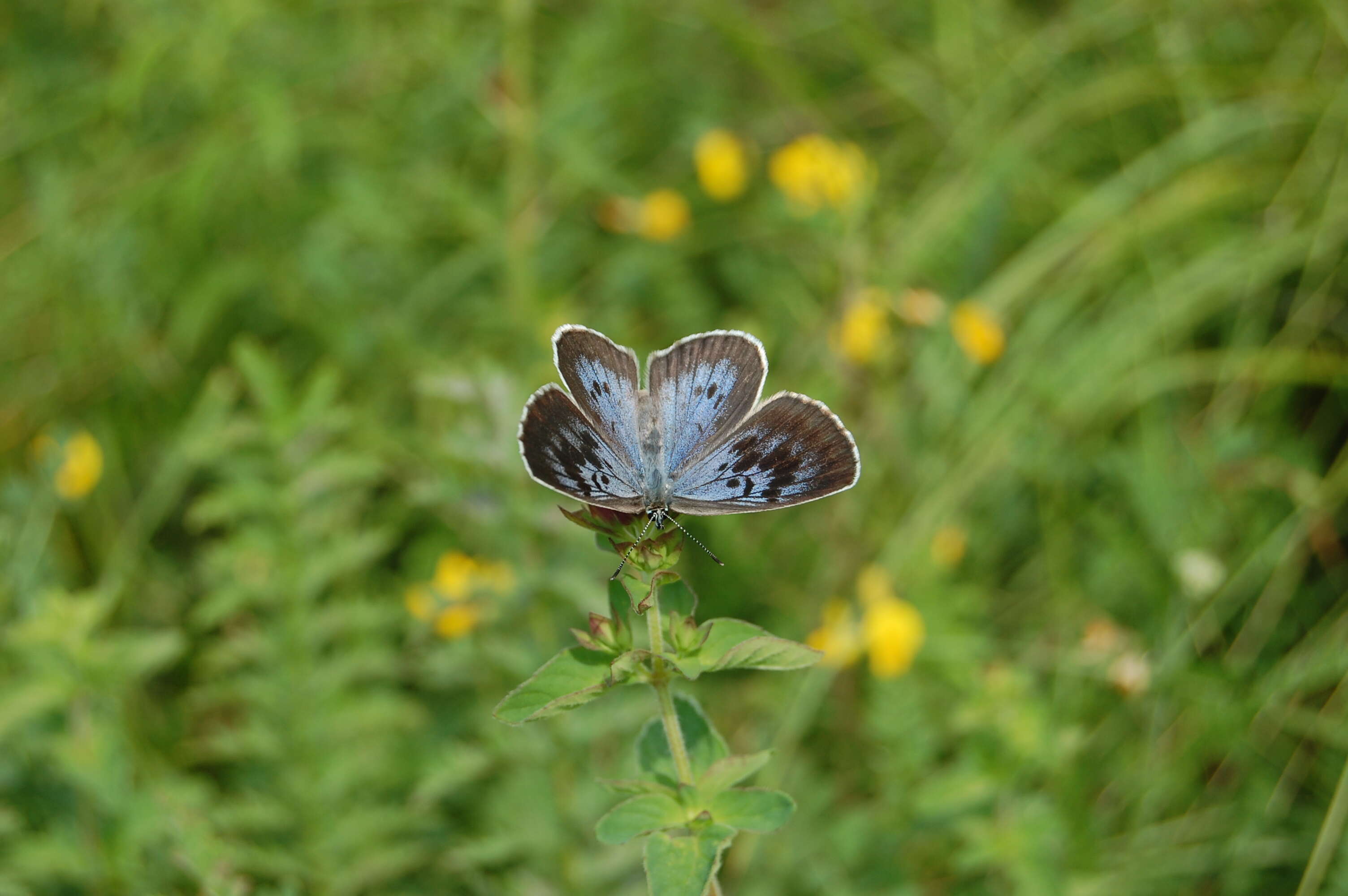 Image of Phengaris arion