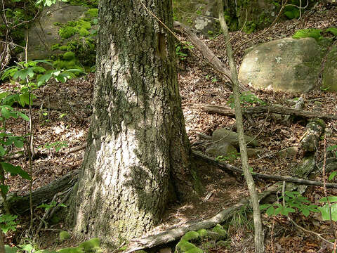 Image of Red Oak