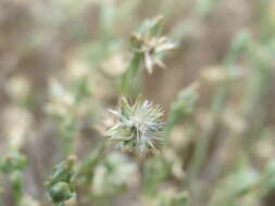 Image of field cudweed