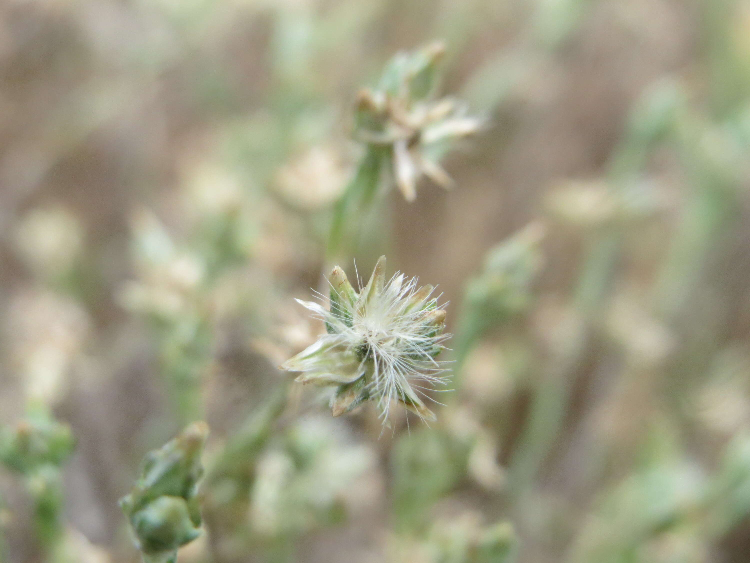 Logfia arvensis (L.) Holub resmi