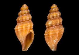 Image of Sorgenfreispira ardovinii (Mariottini & Oliverio 2008)