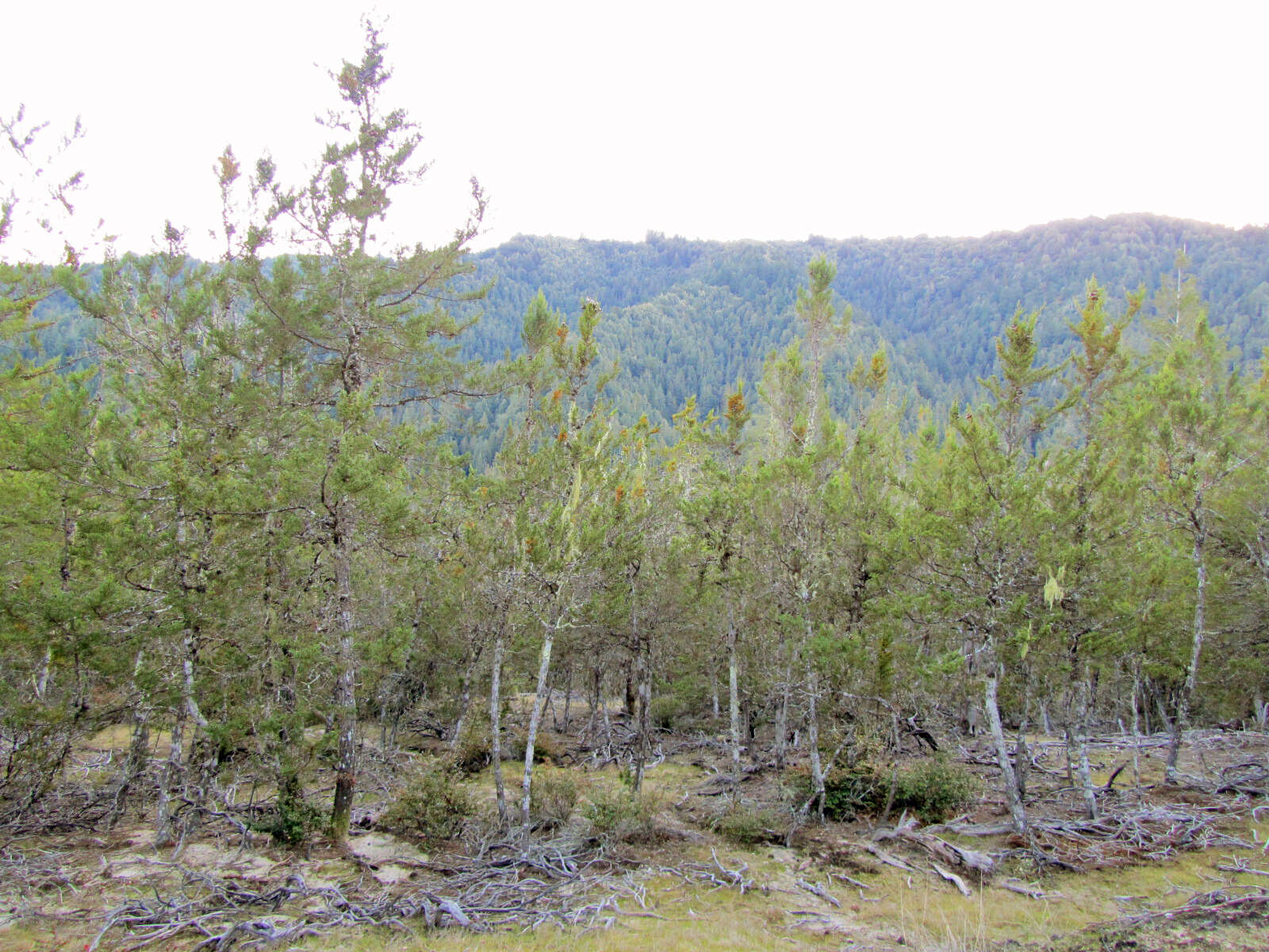 Cupressus goveniana var. abramsiana (C. B. Wolf) Little resmi