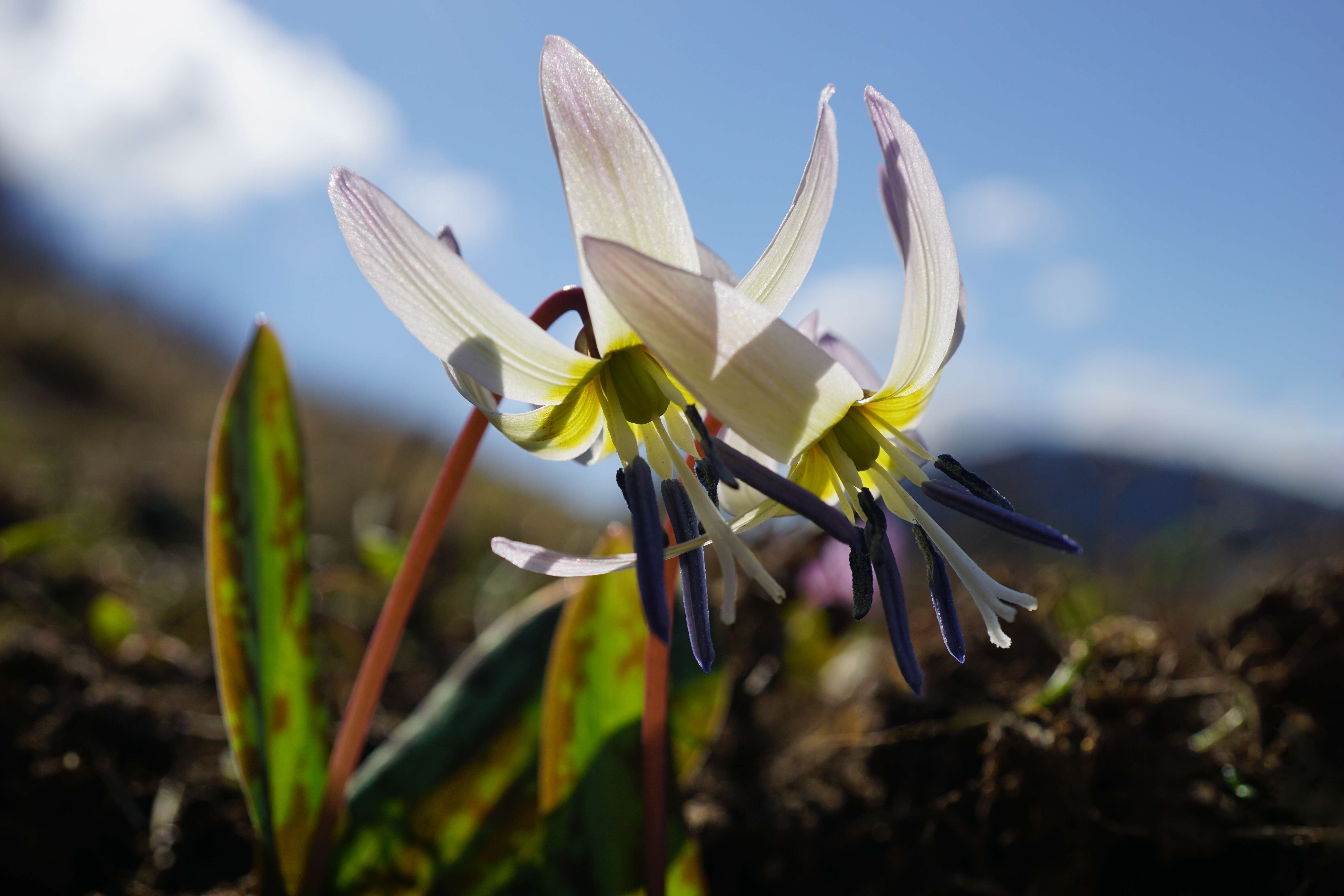 Image of Dog tooth lily