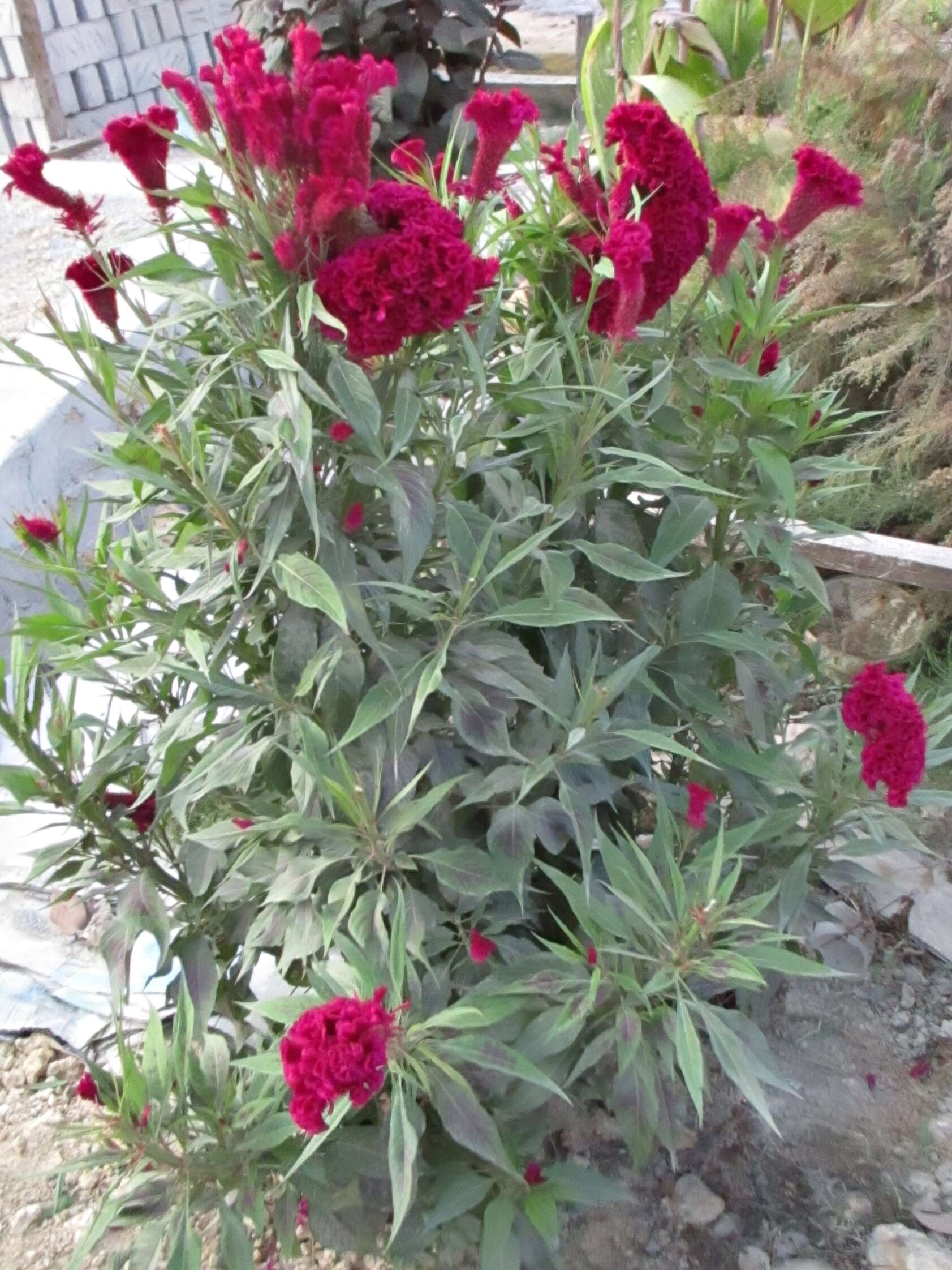 Imagem de Celosia argentea var. cristata