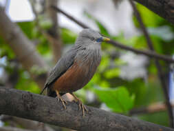 Image of Chestnut-tailed Starling