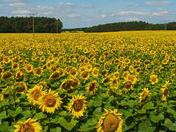 Image de tournesol