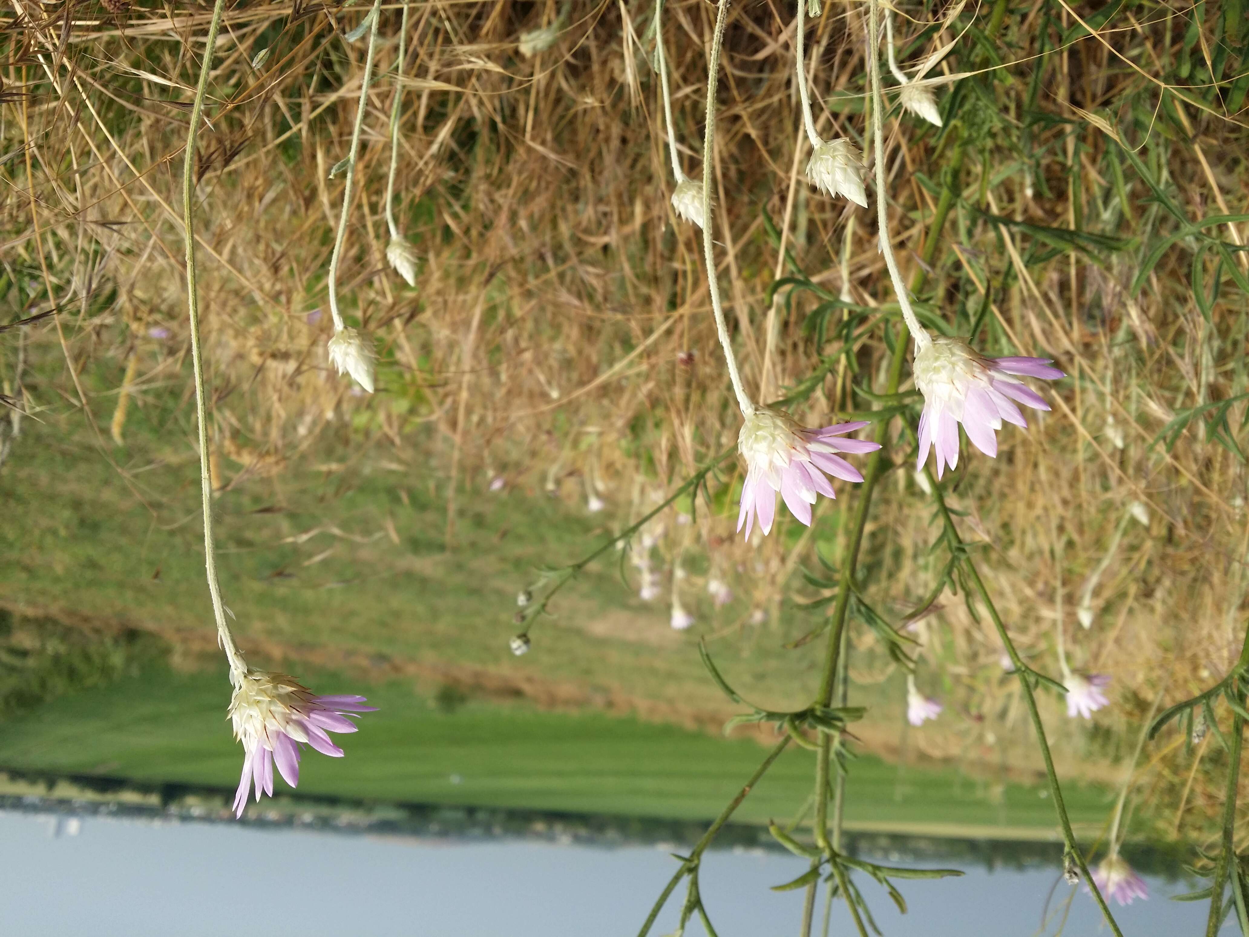 Image of Xeranthemum annuum L.