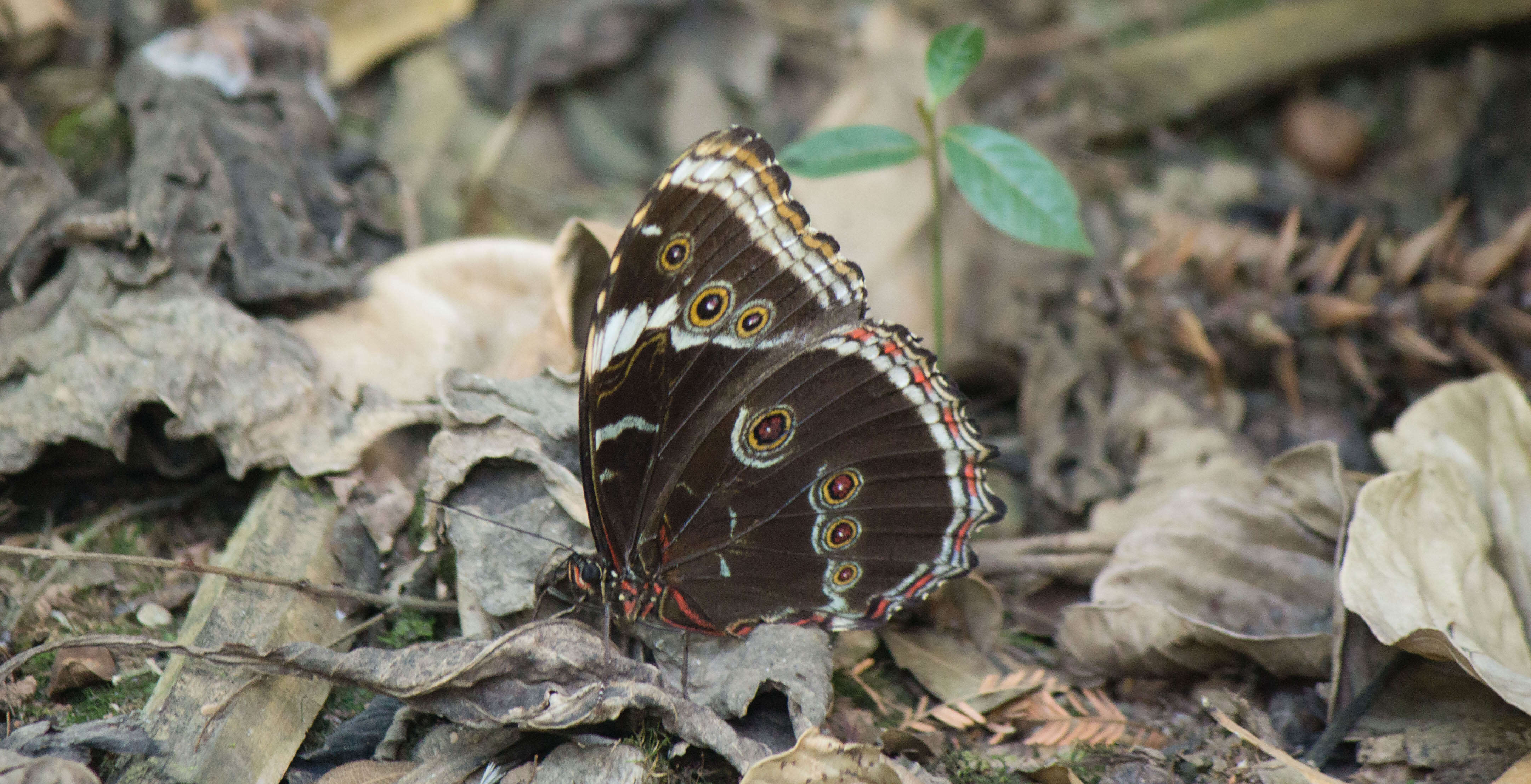 Image of Caligo teucer Linnaeus 1758