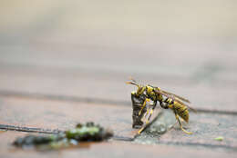 Image of Polistes rothneyi Cameron 1900