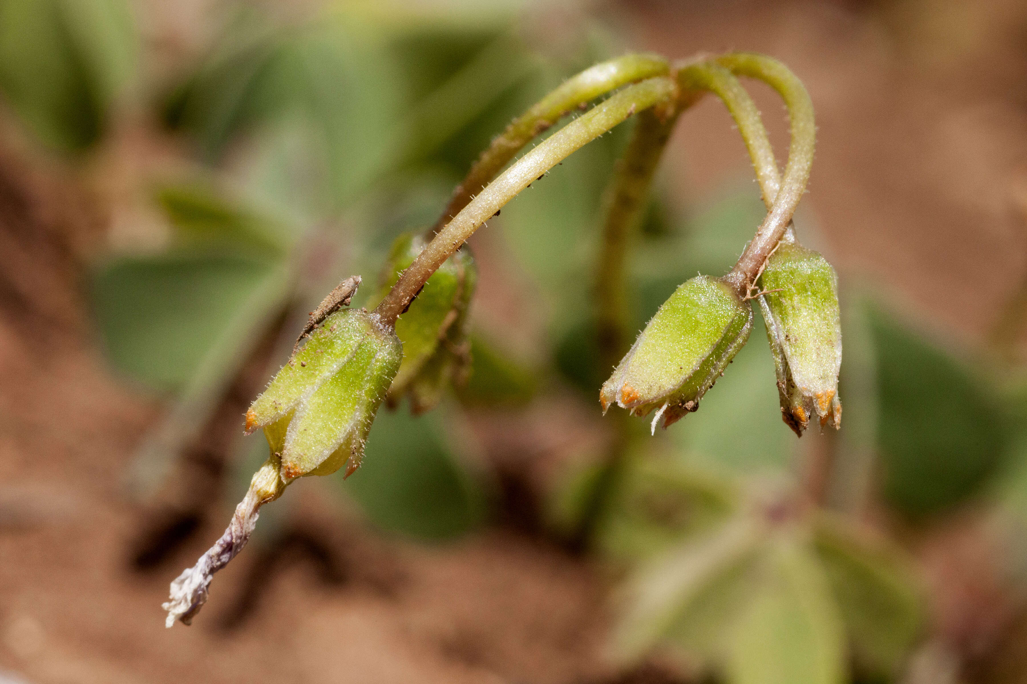 Image de Oxalis caerulea (Small) R. Knuth