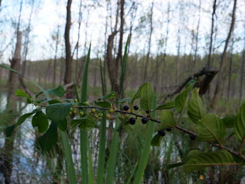 Image of Alder Buckthorn