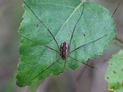 Image of Daddy longleg