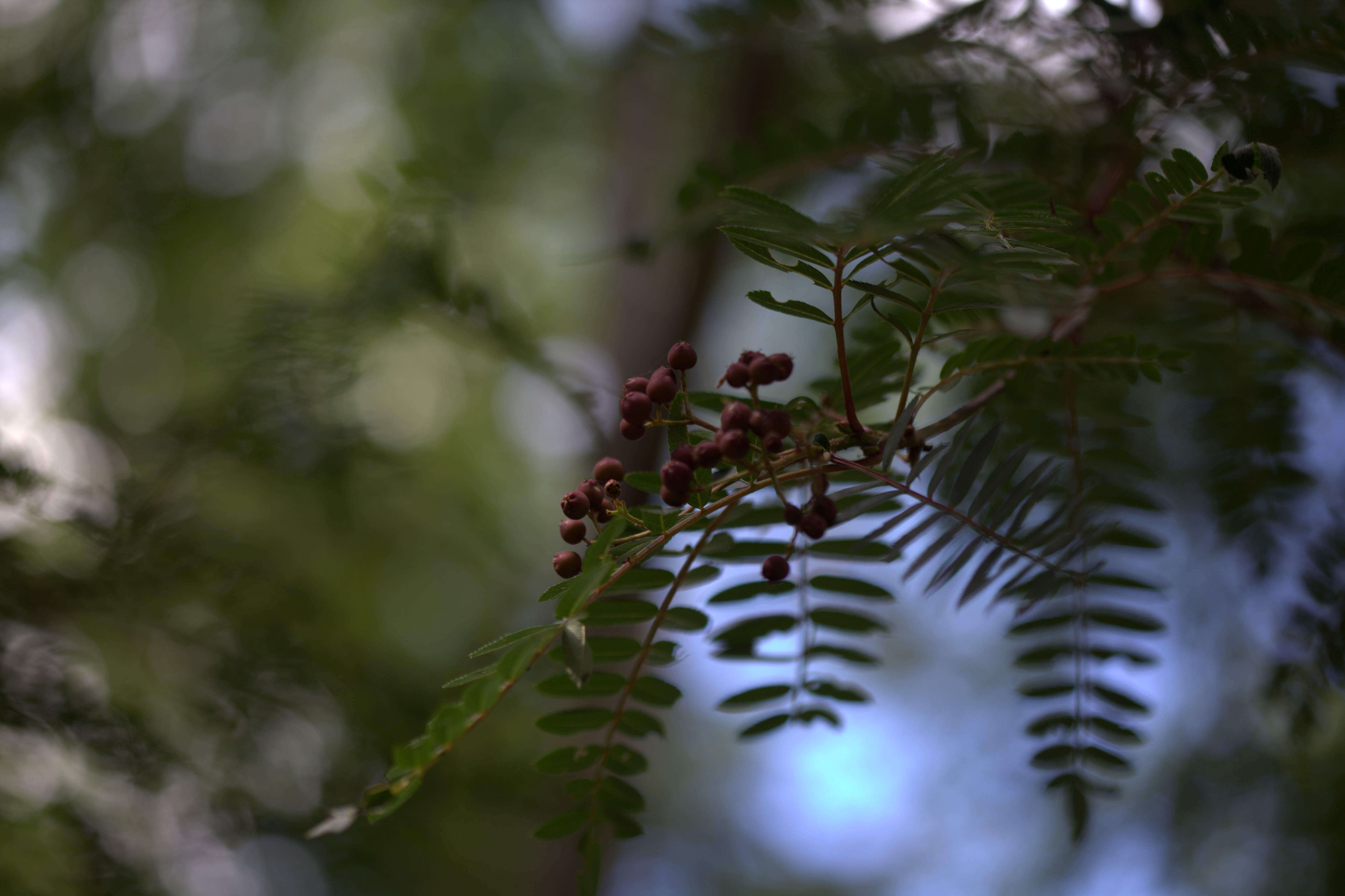 Imagem de Sorbus koehneana C. K. Schneid.