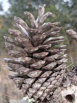 Image of Bishop pine