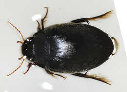 Image of Agabus (Gaurodytes) bipustulatus (Linnaeus 1767)