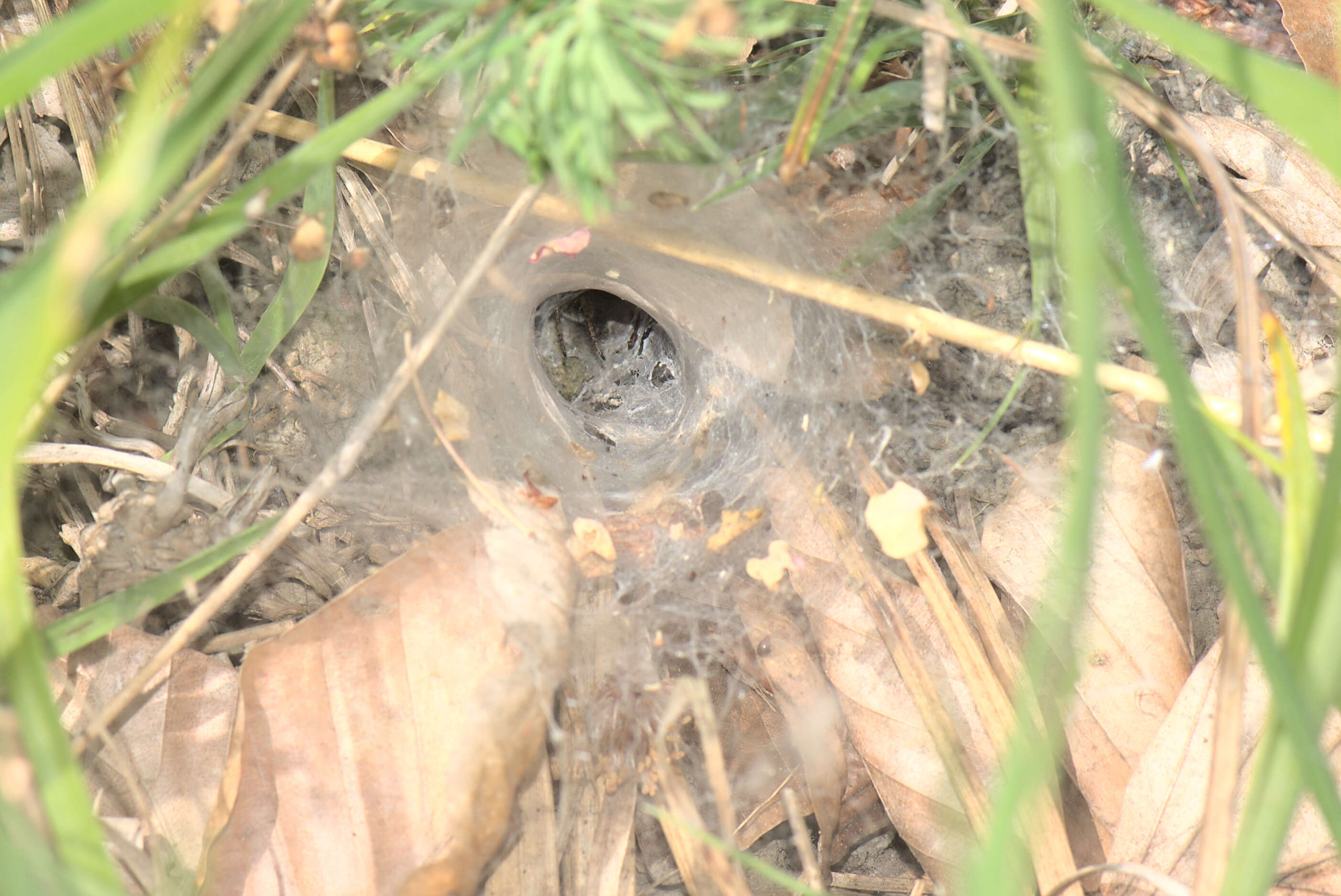 Image of Agelena labyrinthica (Clerck 1757)