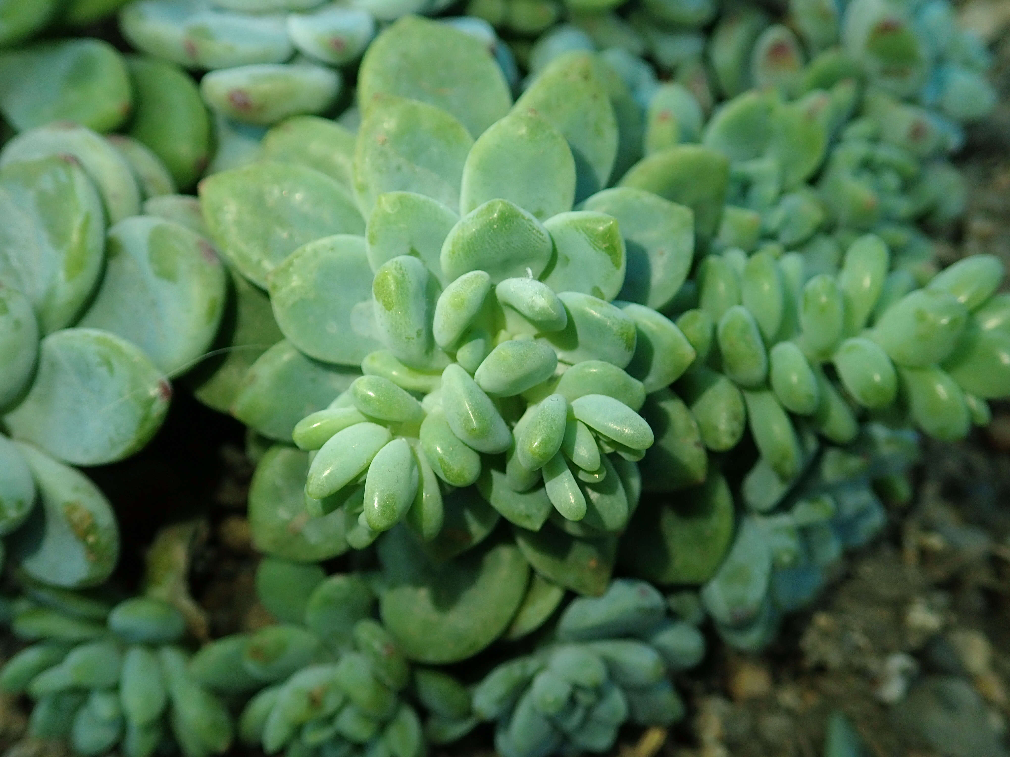 Image de Sedum clavatum R. T. Clausen