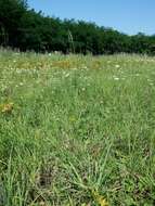 Image of common cottonrose