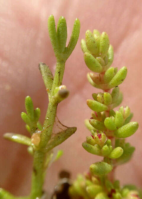 Image of sand pygmyweed