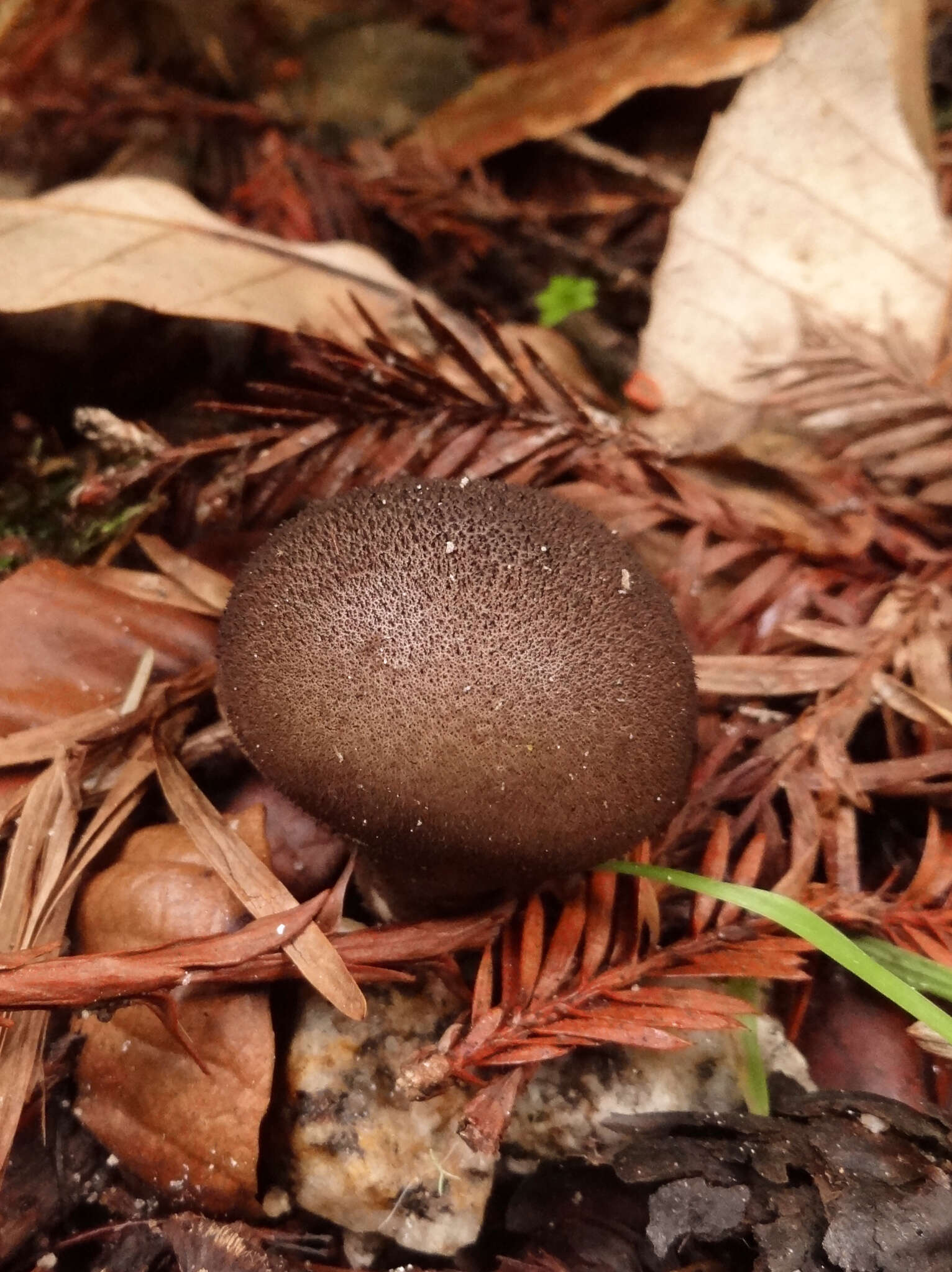 Image of Lycoperdon umbrinum Pers. 1801