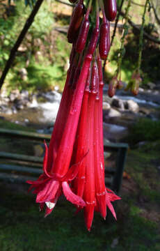 Image of Fuchsia corymbiflora Ruiz & Pav.