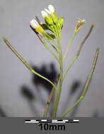 Image of Mouse-ear Cress