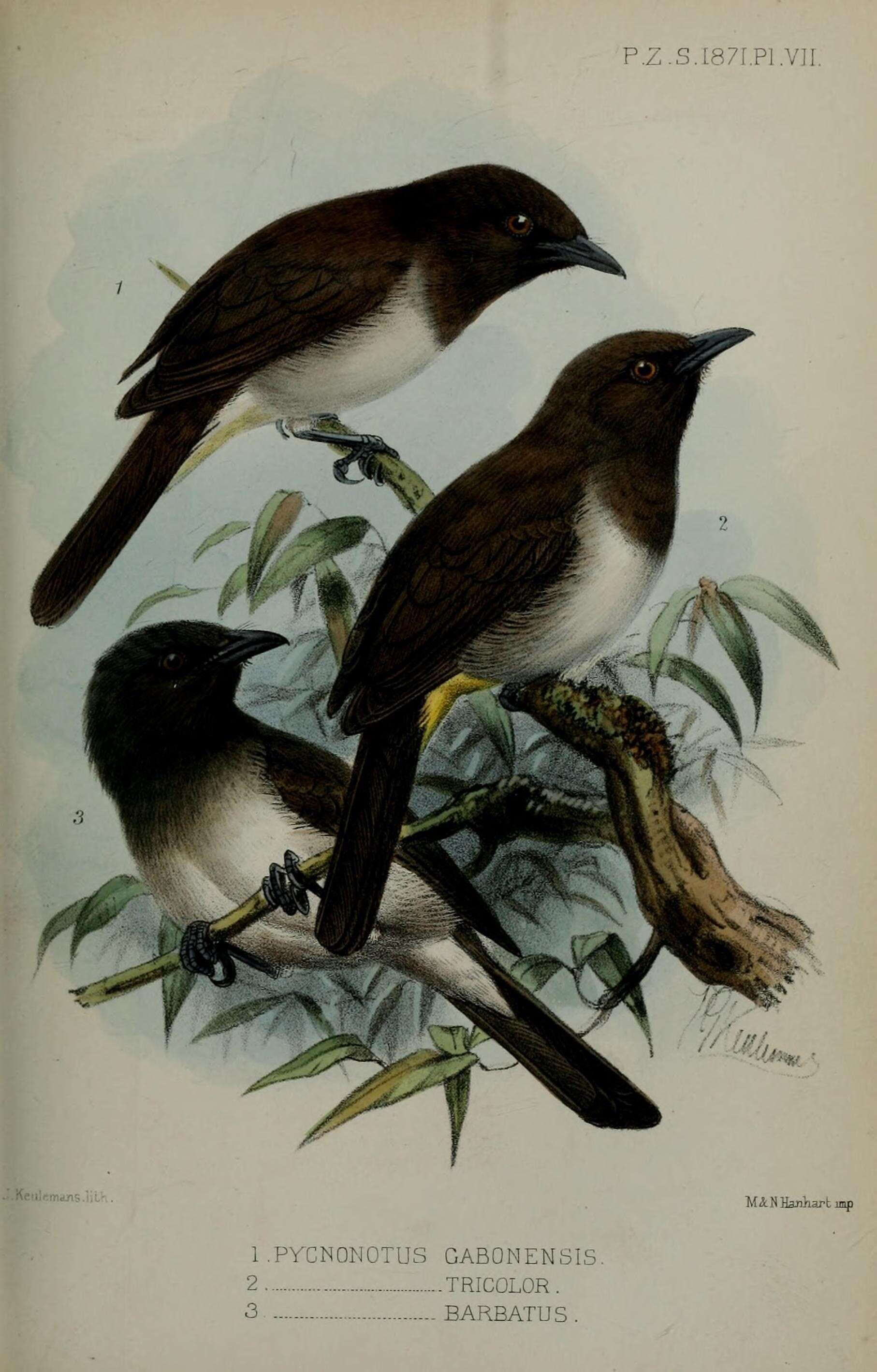 Imagem de Pycnonotus tricolor (Hartlaub 1862)