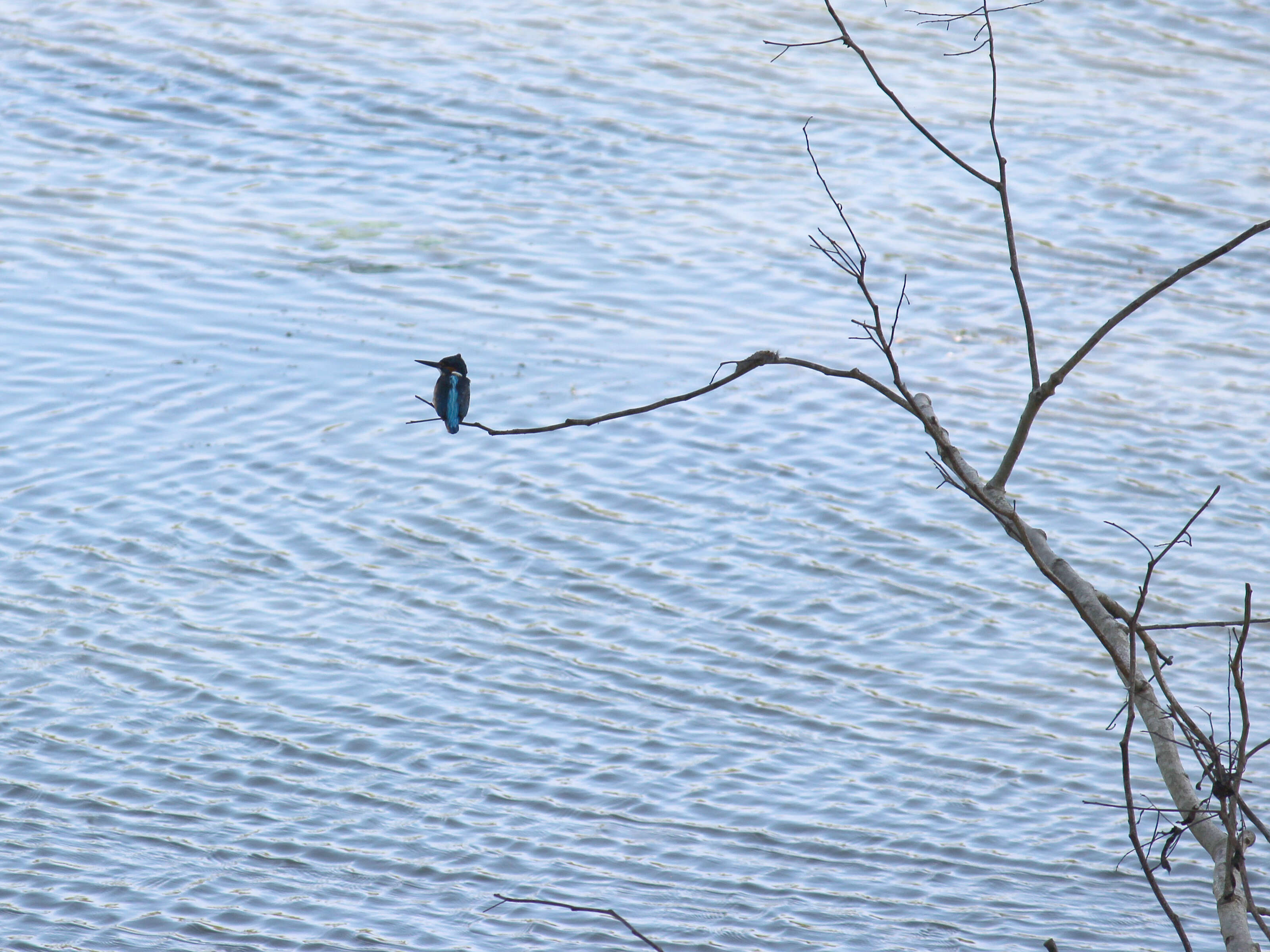 Image of Common Kingfisher