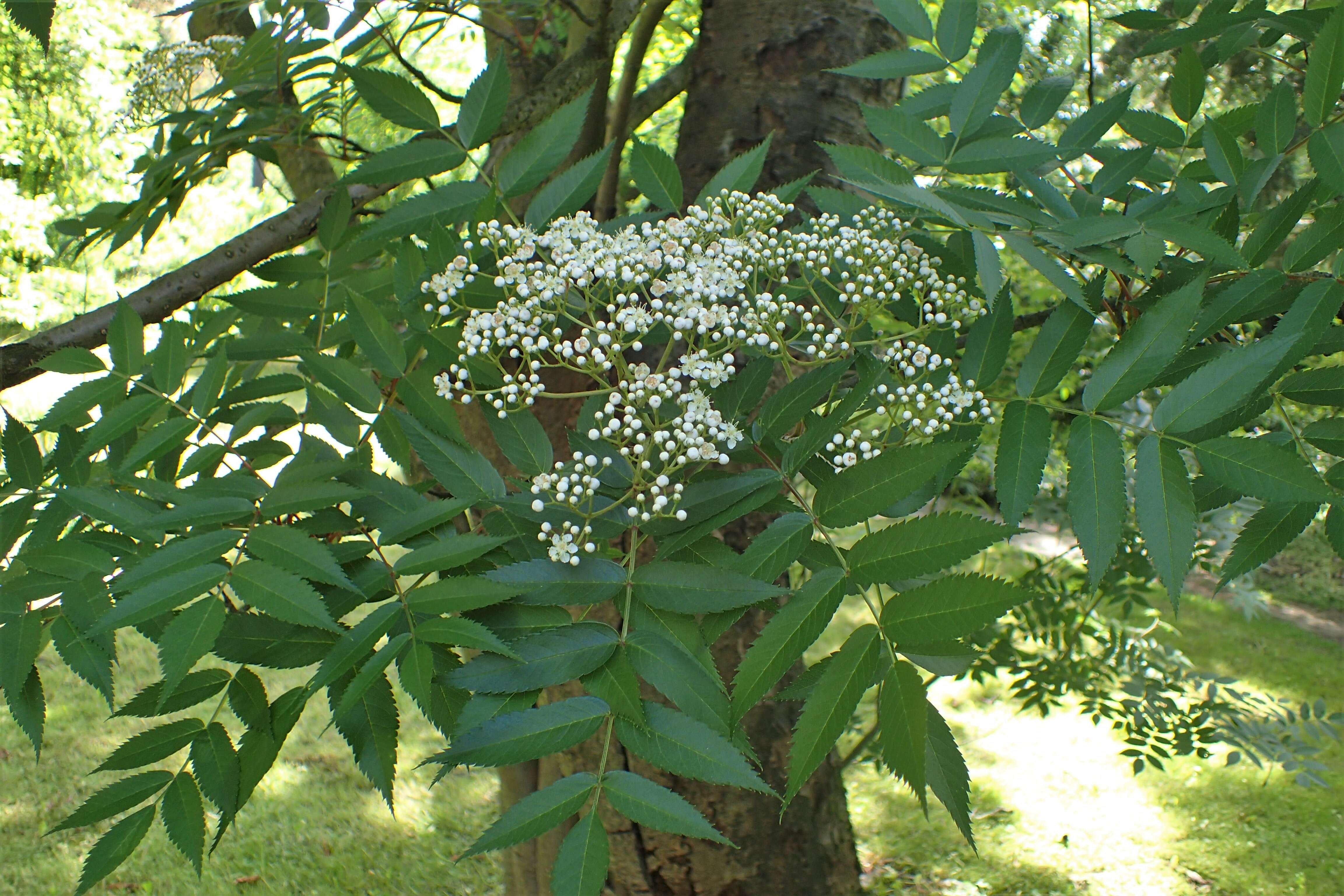 Image of Japanese Rowan