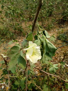 Image of Sea Island Cotton