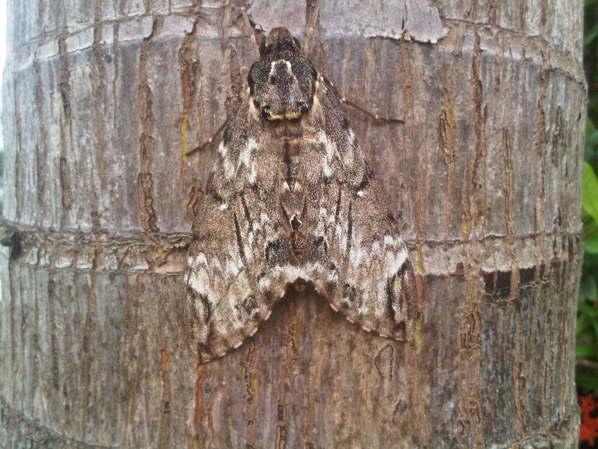 Image of Psilogramma casuarinae (Walker 1856)