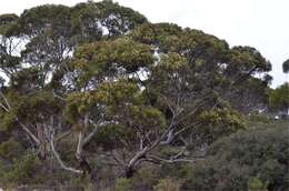 Imagem de Eucalyptus gracilis F. Müll.