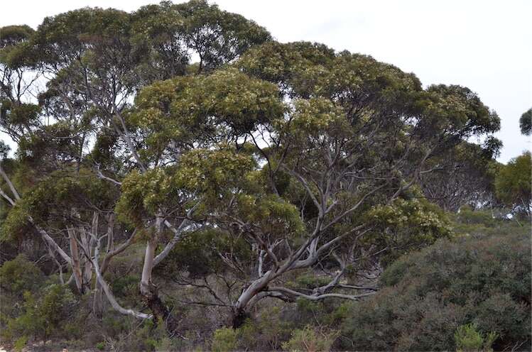 Image de Eucalyptus gracilis F. Müll.