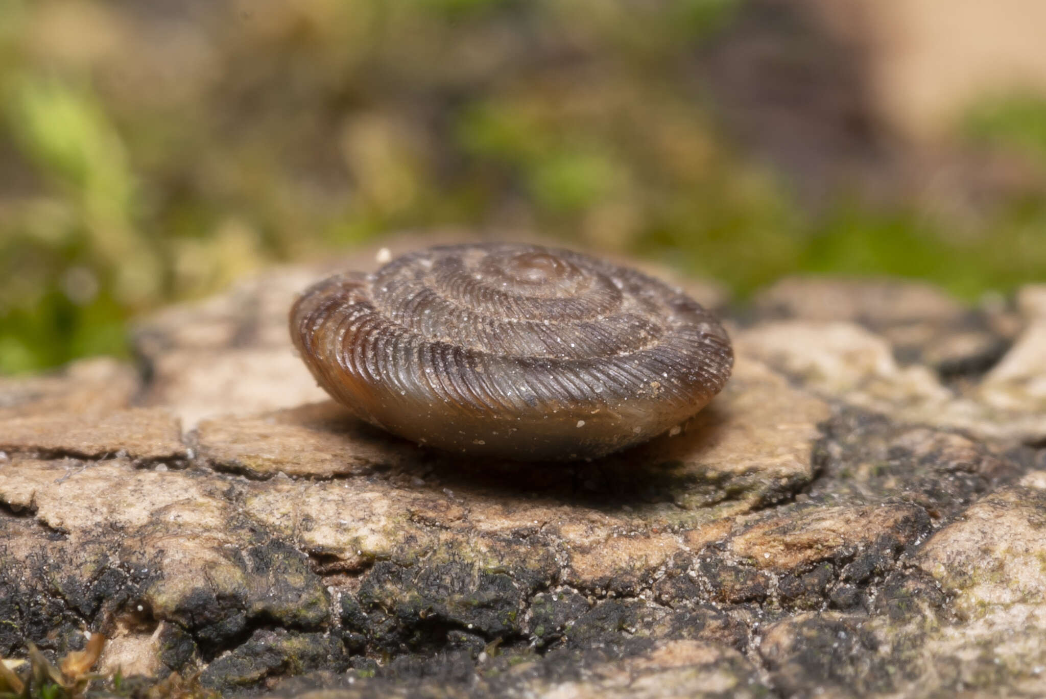 Image of rounded snail