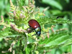 Image of Chrysolina polita