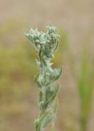 Image of field cudweed