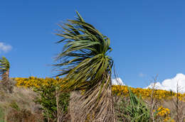 Image of cabbage tree