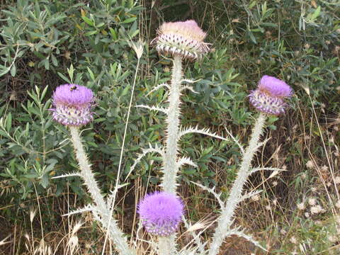 Image of Illyrian cottonthistle