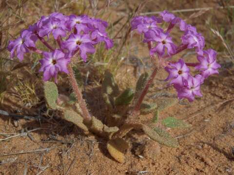 Image of desert sand verbena