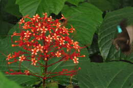 Imagem de Clerodendrum paniculatum L.