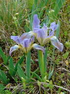 Plancia ëd Iris pumila L.