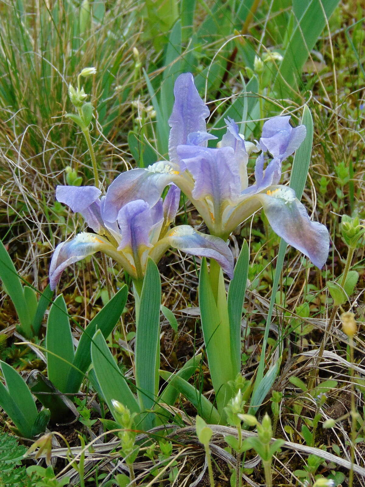 Plancia ëd Iris pumila L.