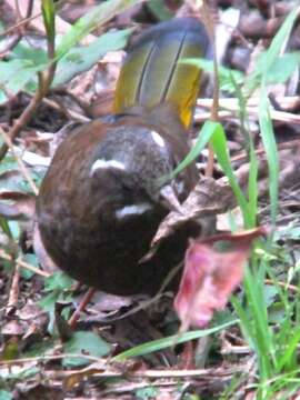 Image of White-whiskered Laughingthrush