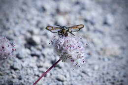 Image of Synanthedon chrysidipennis Boisduval 1869