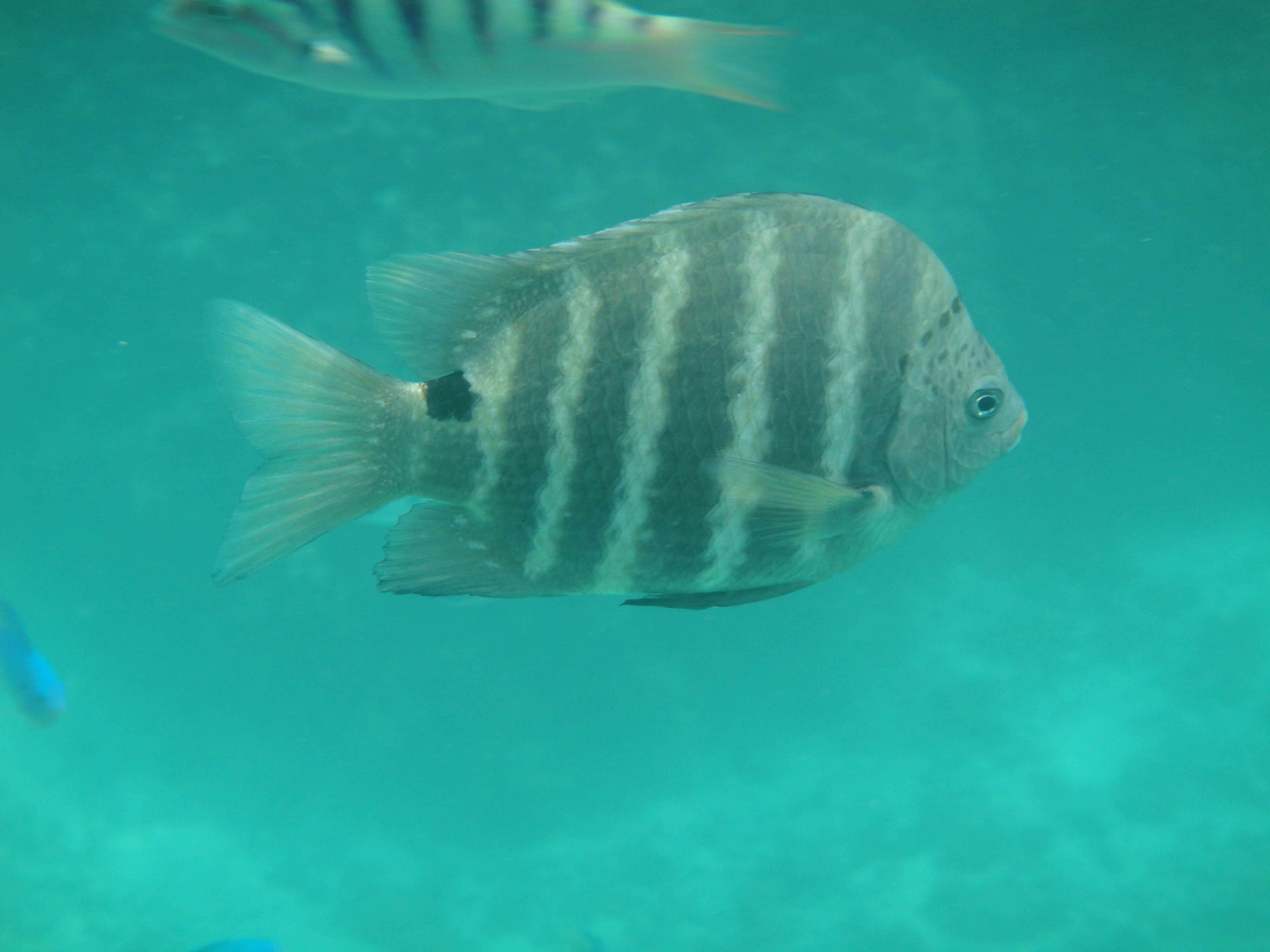 Image of Black-spot sergeant