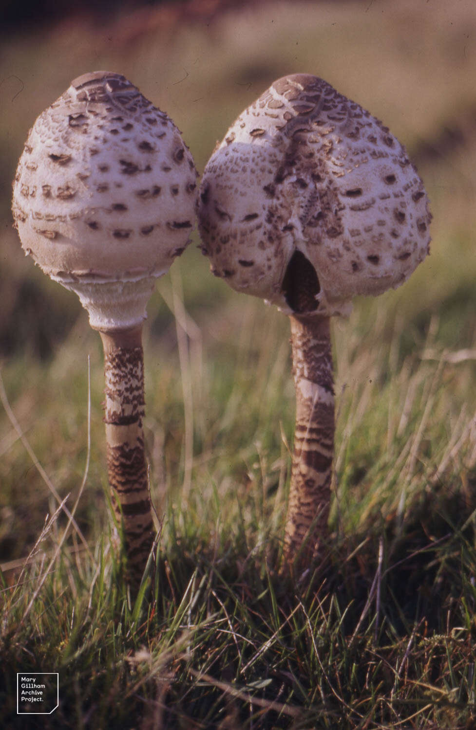 Image of Macrolepiota procera (Scop.) Singer 1948