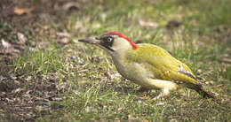 Image of Eurasian Green Woodpecker